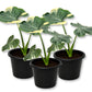 Mickey Mouse Alocasia - Live Starter Plants - Xanthosoma Sagittifolium