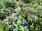 Blueberry Plant Variety 2Pack - 2 Live Starter Plants - Vaccinium - Growers Choice - Edible Fruit Bearing Bush for The Patio and Garden