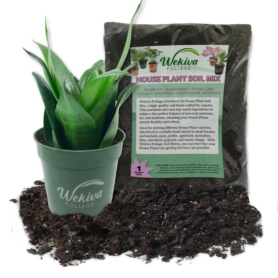 Black Jade Snake Plant and Houseplant Soil Combo - Live Plant in a 4 Inch Pot with 1 Quart House Plant Soil Mix - Sansevieria Trifasciata &