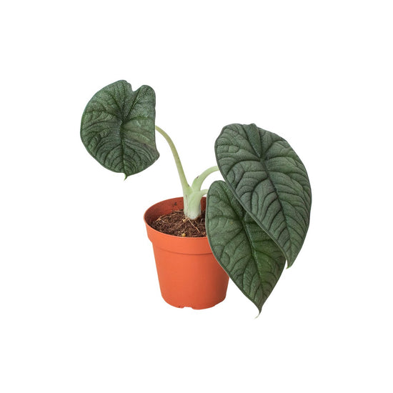 Melo Alocasia - 1 Live Plant in a 4 Inch Pot - Alocasia Rugosa -  Compact Textured Easy Care Houseplant