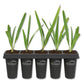 Green Saw Palmetto - Live Starter Plants - Serenoa Repens ‘Green’ - Native Ornamental Palms from Florida