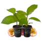 Passion Fruit Plant - 2 Live Starter Plants - Edible Fruit Bearing Vine for The Patio and Garden