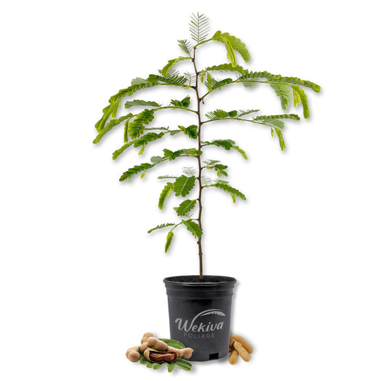Tamarind Tree - Sampaloc - Live Plant in a 1 Gallon Growers Pot - Tamarindus Indica - Beautiful Edible Fruit Bearing Tree for Patio and Garden