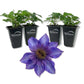 Clematis The President - Live Starter Plants in 2 Inch Growers Pots - Starter Plants Ready for The Garden - Rare Clematis for Collectors