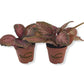Purple Rain Episcia - Live Starter Plants - Episcia Cupreata