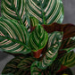 Pinstripe Calathea - Live Starter Plants - Calathea Ornata - Beautiful Easy Care Vining Indoor Houseplant