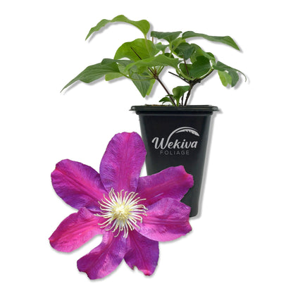 Clematis Sunset - Live Starter Plants in 2 Inch Growers Pots - Starter Plants Ready for The Garden - Beautiful Deep Red and Pink Flowering Vine
