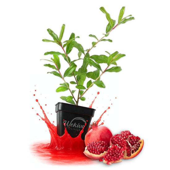 Wonderful Pomegranate Tree - Live Plants in 3 Inch Growers Pots - Edible Fruit Bearing Tree for The Patio and Garden