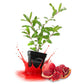 Wonderful Pomegranate Tree - Live Plants in 3 Inch Growers Pots - Edible Fruit Bearing Tree for The Patio and Garden