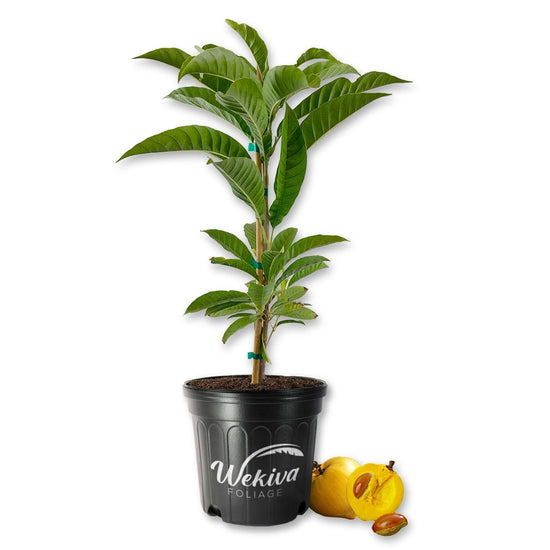 Canistel Egg Fruit Tree - Live Plant in a 3 Gallon Growers Pot - Pouteria Campechiana - Beautiful Edible Fruit Bearing Tree for Patio and Garden