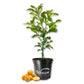 LM-IMAGE-140216206-