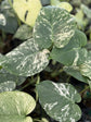 Monstera Mint - 1 Live Plant in a 4 Inch Pot - Monstera Deliciosa - Beautiful Elegant Trailing Lush Patio Plant