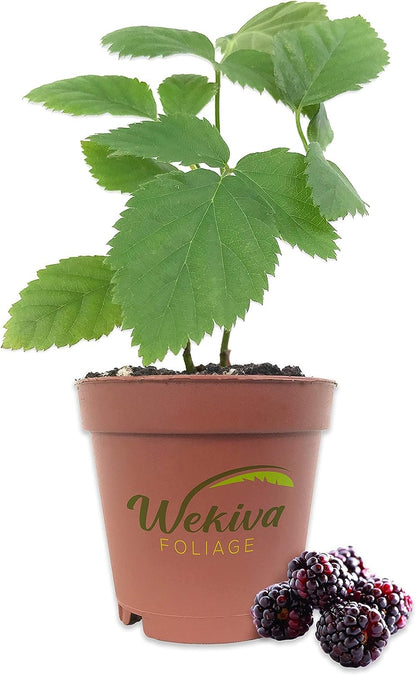 Boysenberry - Live Starter Plants - Rubis Ursinus x Rubus Idaeus - Grow Your Own Fruit in The Garden or Patio