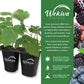 Berry Variety Pack - 4 Live Starter Plants - A Selection of Blueberry, Blackberry, Boysenberry, and Raspberry Varieties For Your Edible Garden