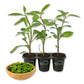 Longevity Spinach - Live Starter Plants - Gynura Procumbens - Grow Your Own Vegetables and Fruit in The Garden or Patio