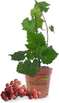 Grape Vine Plant - Live Plant in a 4 Inch Growers Pot - Variety is Grower&