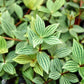 Peperomia Puteolata - Live Plants in 4 Inch Growers Pots - Peperomia Parallel - Rare and Elegant Indoor Houseplant
