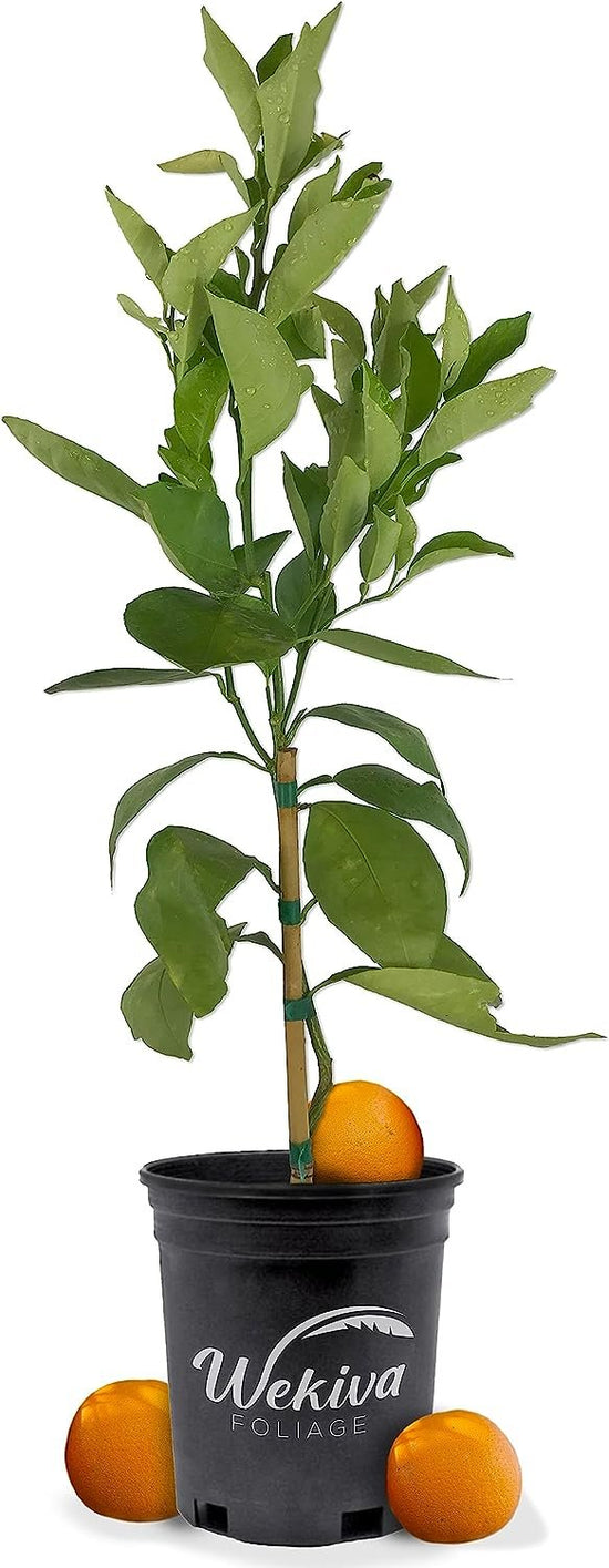 Vernia Orange Tree - Live Plants in 1 Gallon Pots - Florida Only -  Beautiful Fruit Bearing Citrus for Patio and Garden