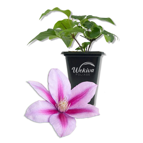 Clematis Poseidon - Live Starter Plants in 2 Inch Growers Pots - Starter Plants Ready for The Garden - Rare Clematis for Collectors