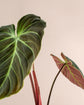 El Choco Red Philodendron - 1 Live Plant in a 4 Inch Pot - Philodendron Rubrijuvenile - Extremely Rare Indoor Houseplant