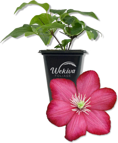 Clematis Ville de Lyon - Live Starter Plants in 2 Inch Growers Pots - Clematis &