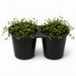 Creeping Wire Vine - Live Starter Plants - Muehlenbeckia Axillaris