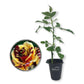 Simsalabim Rose Bush - Live Starter Plants in 2 Inch Growers Pots - Beautifully Fragrant Hybrid Tea Rose - A Versatile Beauty with Large Blooms