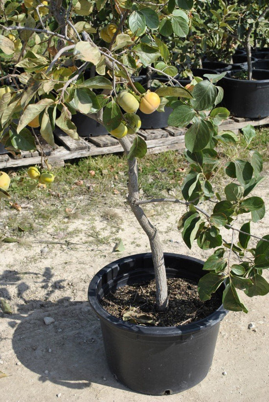 Persimmon Tree - Live Tree in a 3 Gallon Pot - Diospyros Virginiana - Delicious Fruit Tree for Your Edible Garden