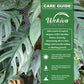 Cebu Blue Pothos - 1 Live Plant in a 6 Inch Growers Pot - Epipremnum Pinnatum &