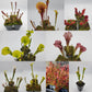 Trumpet Pitcher Plant - Live Starter Plants - Sarracenia - Beautiful Colorful Easy Care