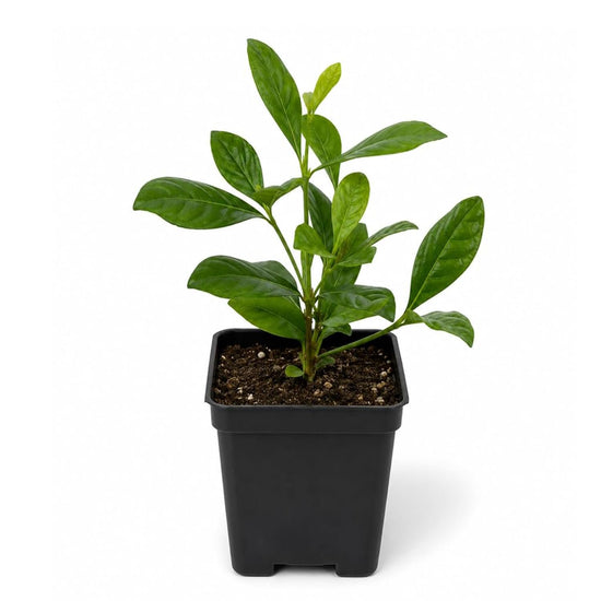 Gardenia Bush - Single - 3 Inch Pot - Gardenia Jasminoides