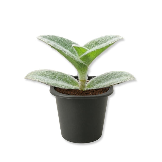 Tradescantia Velvet - Wandering Jew - Live Starter Plants - Tradescantia Sillamontana - Elegant Textured Tropical Indoor Trailing Vine with Fuzzy Foliage