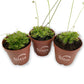 Sundew Drosera Carnivorous Plant - Live Plants in 3 Inch Pots - Beautiful Easy Care Indoor Tropical Carnivorous Plants