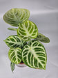 Mint Silver Bush Anthurium - 1 Live Plant in a 4 Inch Pot - Anthurium Crystallinum - Variegated Extremely Rare Indoor Houseplant