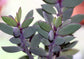 Vertical Leaf Plant - Live Starter Plants in 2 Inch Growers Pots - Senecio Crassissimus - Rare and Beautiful Easy Care Succulent