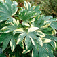 Camouflage Variegated Japanese Aralia - 1 Live Plant in a 4 Inch Pot - Fatsia Japonica Variegata - Extremely Rare Indoor Houseplant