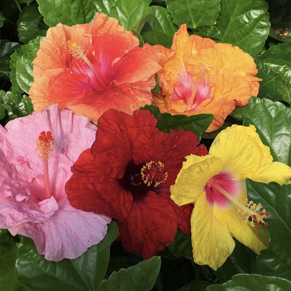 Tri Color Bloom Bash Hibiscus - 1 Live Plant in a 10 Inch Pot - Hibiscus Rosa Sinensis - Bright Colorful Dramatic Lush Patio Bush