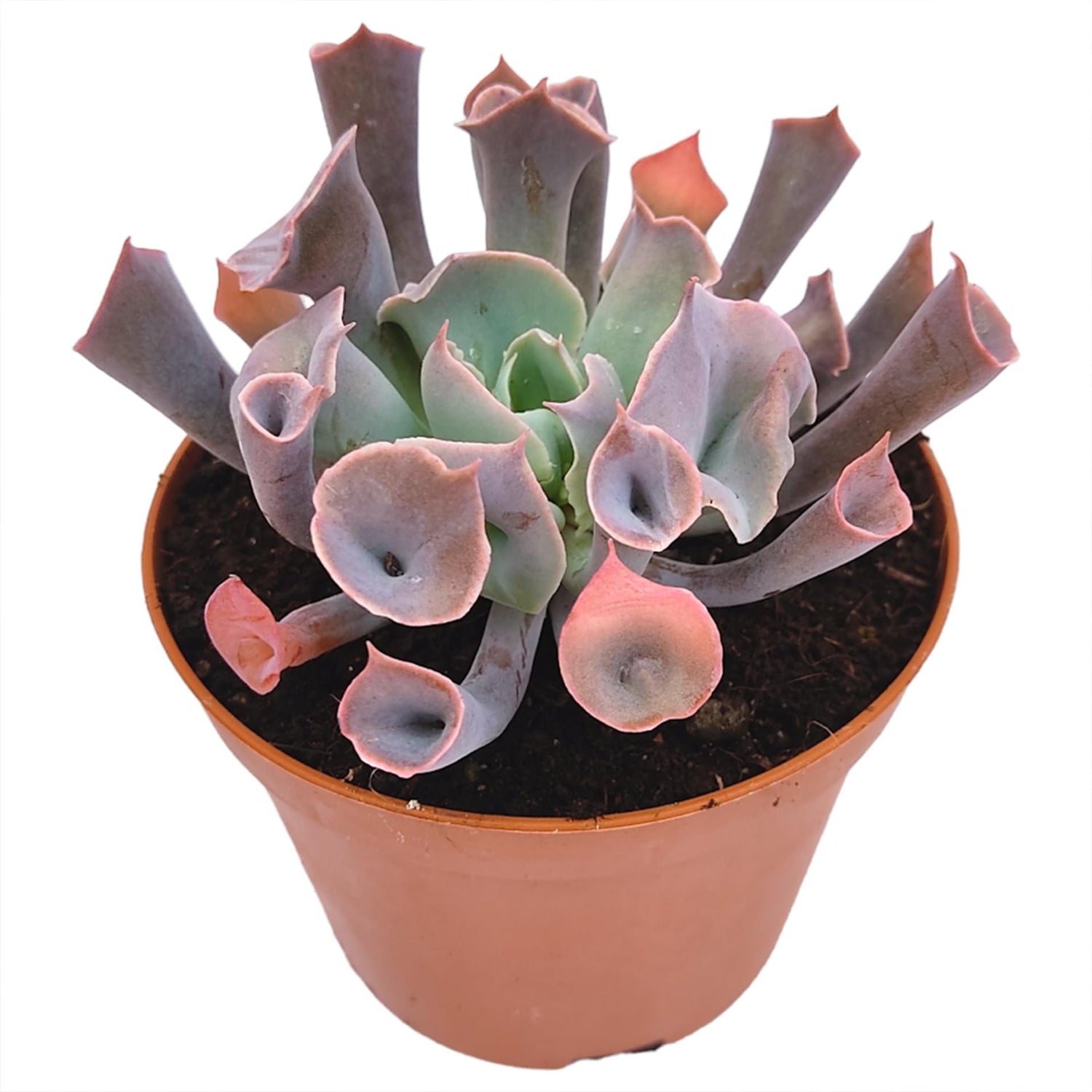 succulent trumpet Echeveria Pink Trumpet