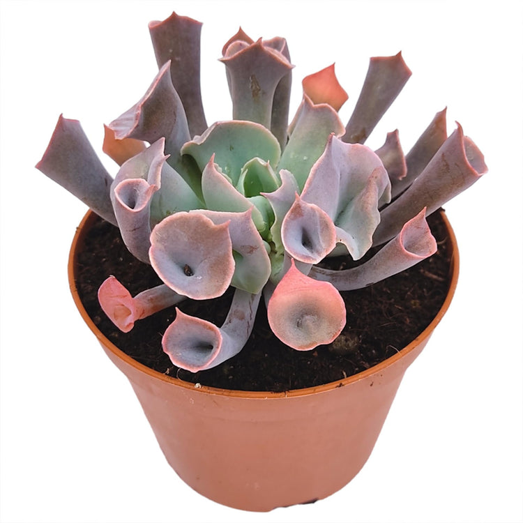 succulent trumpet Echeveria Pink Trumpet