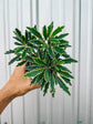 Aralia Bianca - Live Starter Plants in 2 Inch Pots - Dizygotheca Elegantissima - False Aralia Variagated Indoor Outdoor Fast Growing Hardy Evergreen