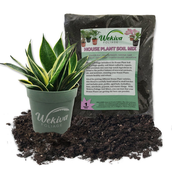 Lotus Snake Plant and Houseplant Soil Combo - Live Plant in a 4 Inch Pot with 1 Quart House Plant Soil Mix - Sansevieria Trifasciata &