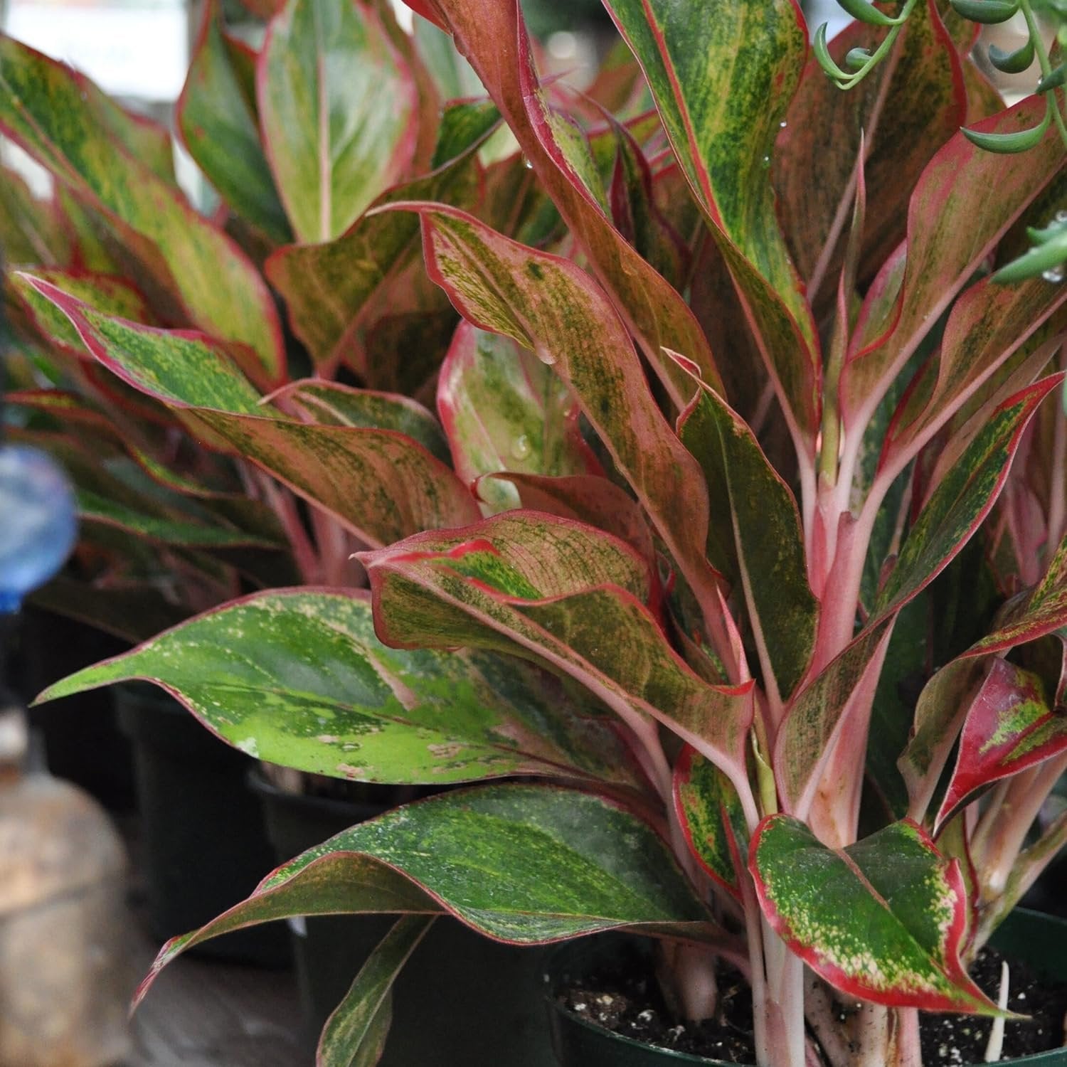 aglaonema live plant Wekiva Foliage Aglaonema Firecracker-Live Plant in an 8 in. Growers Pot-Aglaonema Siam Aurora-Easy Care Air Purifying Plant