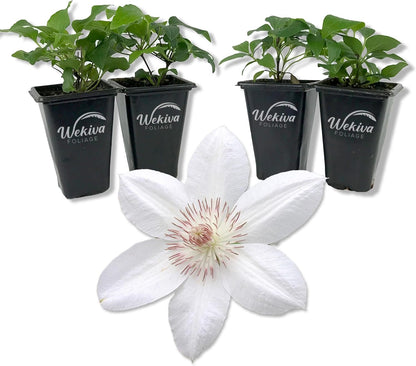 Clematis Henryi - Live Starter Plants in 2 Inch Growers Pots - Starter Plants Ready for The Garden - Beautiful White Flowering Vine