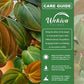Philodendron Micans and Soil Mix Combo - Live Plant in a 4 Inch Pot with 1 Quart HousePlant Soil Mix - Philodendron &