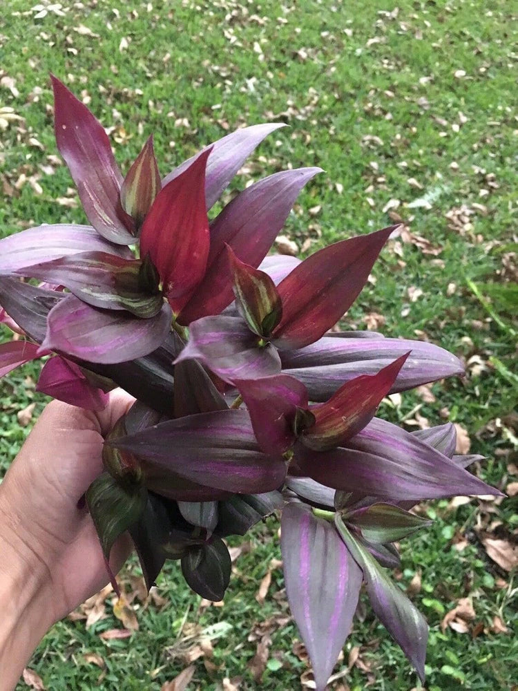 wandering jew potted plant Tradescantia Red Wandering Jew - 4 Live Plant in 2 Inch Pots