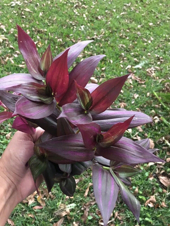 Tradescantia Red Wandering Jew - 4 Live Plant in 2 Inch Pots - Tradescantia - Rare and Elegant Indoor Outdoor Vine Houseplant