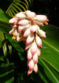 Green Shell Ginger - Live Starter Plants - Alpinia Zerumbet - Bold Tall Layered Houseplant