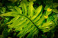 Hawaiian Sunshine Fern - Live Plant in a 6 Inch Grower&