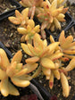 Copper Sedum Plant - Live Plants in 4 Inch Growers Pots - Sedum Nussbaumerianum - Rare and Colorful Easy Care Succulent