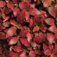 Fittonia Nerve Plant - Live Plants in 3 Inch Growers Pots - Fittonia Albivenis - Compact Colorful Tropical Beauty Mosaic Foliage